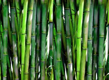 Bambusové utěrky - znáte je?